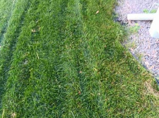 Susan H.'s grass maintenance service result