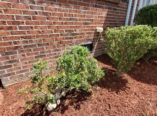 Michele S.'s Bush Trimming service result