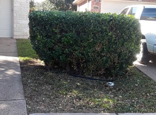 Raga K.'s Bush Trimming service result