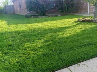 Seren O.'s yard maintenance service result