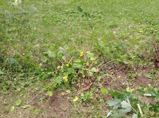 Ramon G.'s Bush Trimming service result