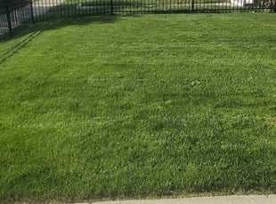 Stephanie N.'s turf care service result