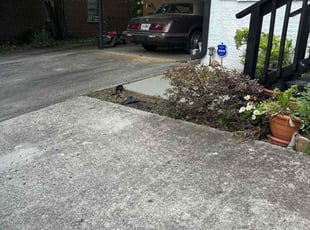 Ashley B.'s Bush Trimming service result