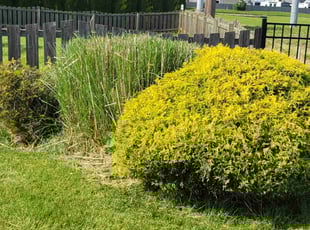 Kathy B.'s Bush Trimming service result