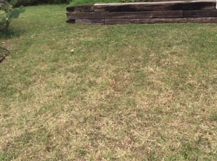 Dwight B.'s Bush Trimming service result