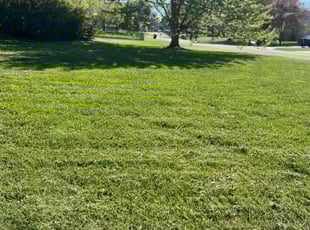 Debi E.'s grass maintenance service result
