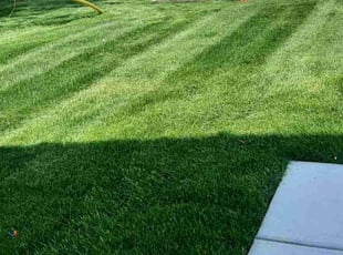 Tonjia D.'s grass maintenance service result