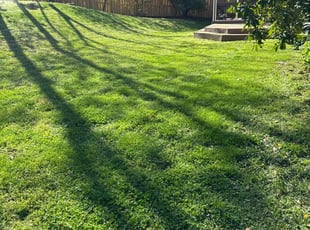 Anthony J.'s turf care service result