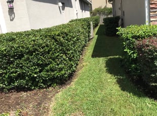 Gail G.'s Bush Trimming service result