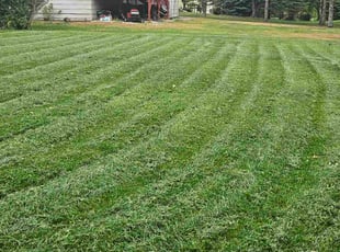 Daniel L.'s grass maintenance service result