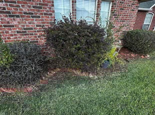 Christopher L.'s lawn maintenance service result