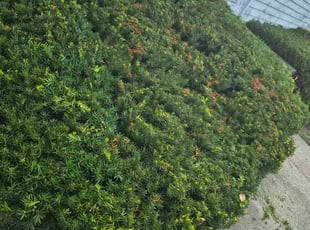 Christopher W.'s Bush Trimming service result