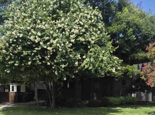 Karen S.'s lawn maintenance service result
