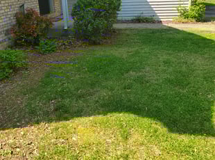 Debbie H.'s Bush Trimming service result