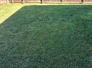 Shana G.'s lawn maintenance service result