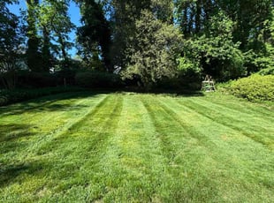 Lashel A.'s grass maintenance service result