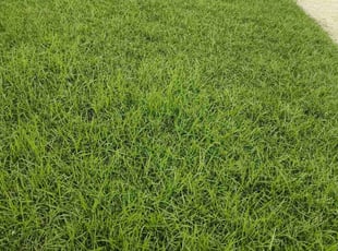 David P.'s lawn service service result