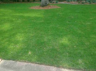 Dana C.'s lawn maintenance service result