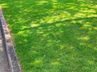 Seth D.'s grass maintenance service result