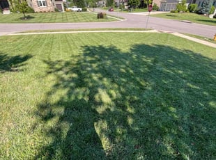 Kathryn F.'s turf care service result