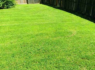 Deeanna S.'s grass cutting service result