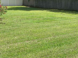 Taher H.'s turf maintenance service result