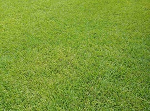 Sara C.'s lawn care services service result