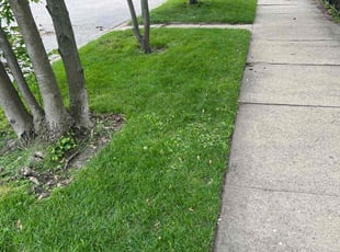 Donna M.'s grass cutting service result