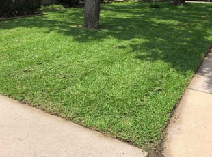 Veronica G.'s lawn maintenance service result