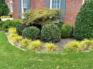 Patricia P.'s Bush Trimming service result