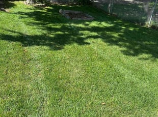 Steve W.'s grass cutting service result