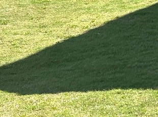 Tammy T.'s lawn service service result