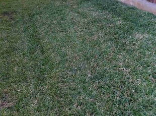 Alex L.'s lawn care services service result