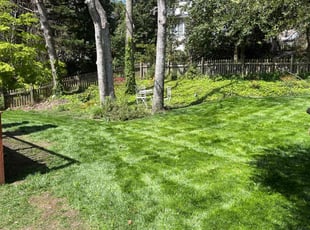 Michael B.'s lawn care service result