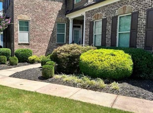 Tyler S.'s Bush Trimming service result