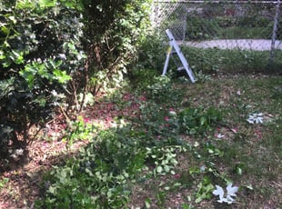 Kenneth T.'s Bush Trimming service result