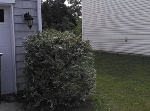 Alnettia J.'s Bush Trimming service result