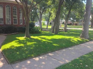 Andrew T.'s turf care service result