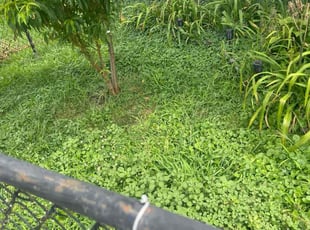 Lloyd W.'s lawn care service result