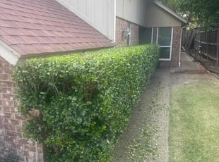Jeff M.'s Bush Trimming service result