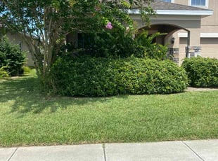 Daisha W.'s grass maintenance service result