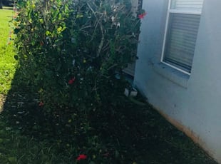 Shirley W.'s Bush Trimming service result