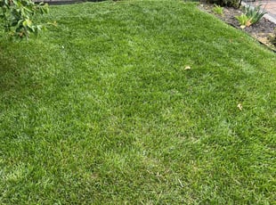 Tiffany P.'s lawn care service result
