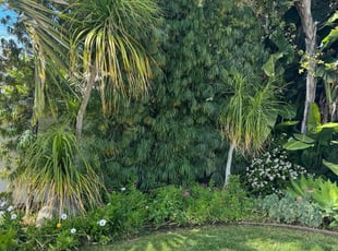 Maggie B.'s Bush Trimming service result