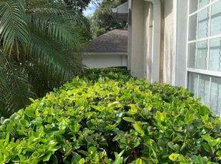 Chris I.'s Bush Trimming service result