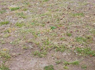 Jessica S.'s Leaf Removal service result