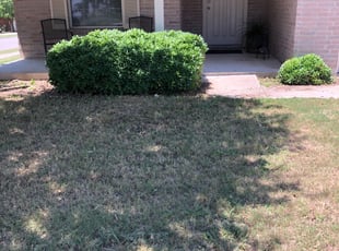 Hashim H.'s Bush Trimming service result