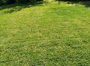 Etta P.'s grass cutting service result