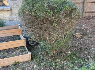 Michael B.'s Bush Trimming service result