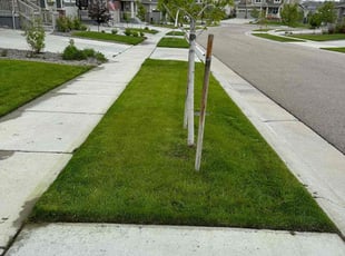Patty S.'s lawn care service result